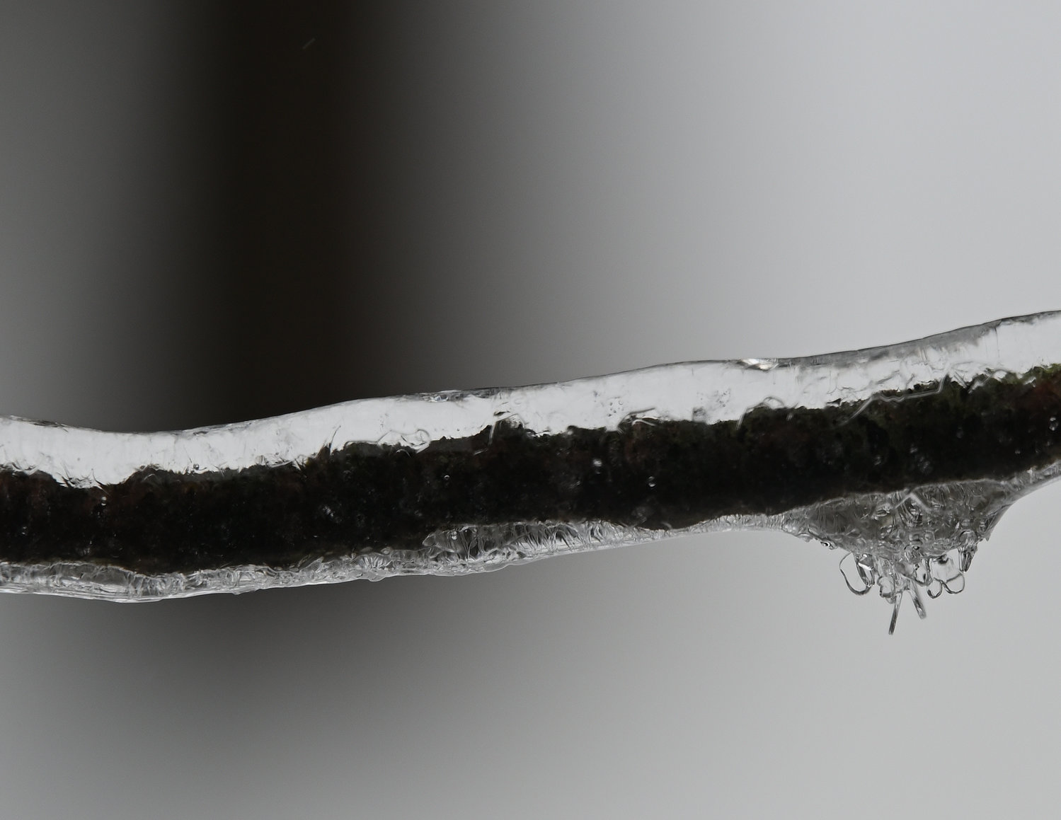 This small twig has about a quarter-inch of ice on it after the February 16 ice storm. Ice or freezing rain forms when the air is warmer in a higher altitude. Rain droplets form in the clouds, become big enough to fall, and fall into air that is below freezing. The supercooled droplets freeze almost instantly after contact with the ground, or this twig.